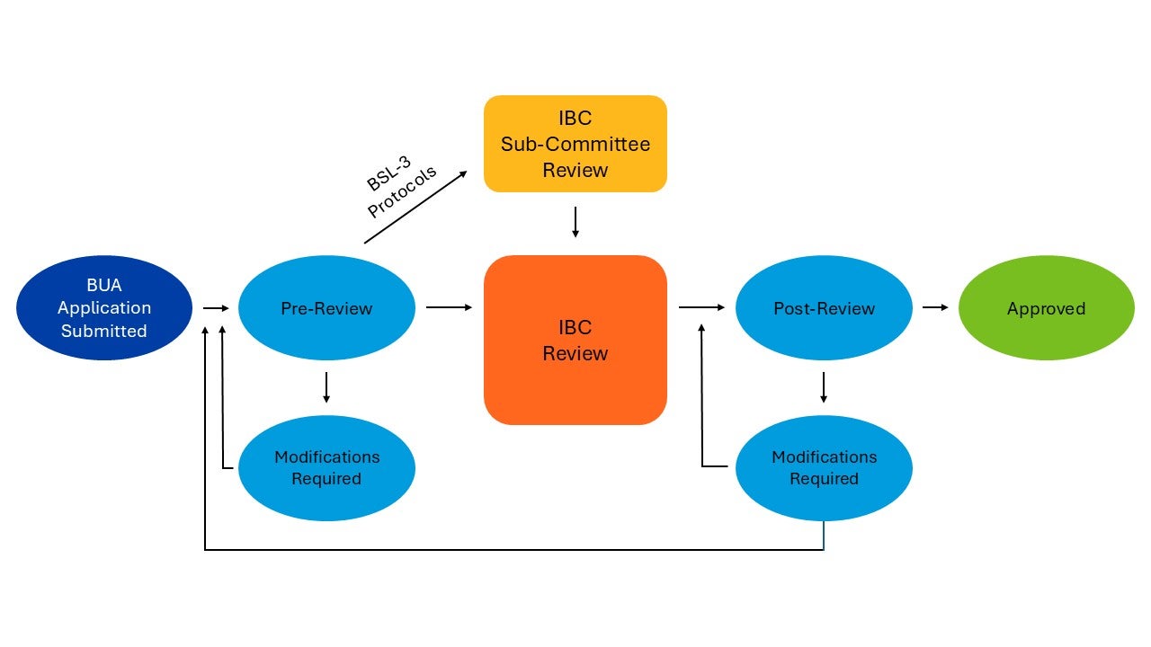 Flowchart of the BUA application review process. It moves from Application Submitted through Pre-Review, IBC Review, and Post-Review to final Approved status. The chart highlights a specific sub-committee path for BSL-3 Protocols and loops for Modifications Required at both the pre- and post-review stages.