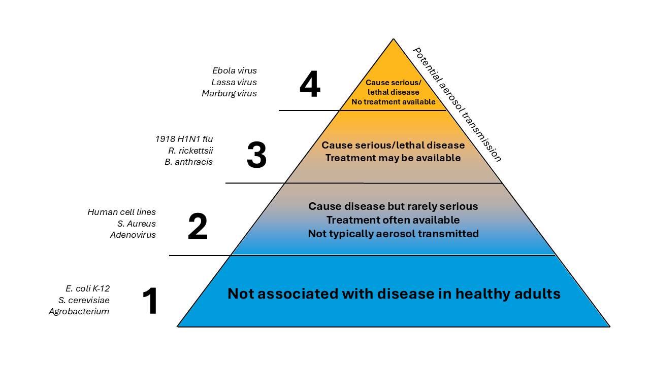 A pyramid diagram categorizing four biological risk groups. Group 1 includes agents like E. coli K-12 and is not associated with disease in healthy adults. Group 2 includes agents like Adenovirus and causes disease that is rarely serious and often treatable. Group 3 includes agents like B. anthracis and causes serious or lethal disease where treatment may be available. Group 4 includes agents like Ebola virus and causes serious or lethal disease with no available treatment and potential aerosol transmission