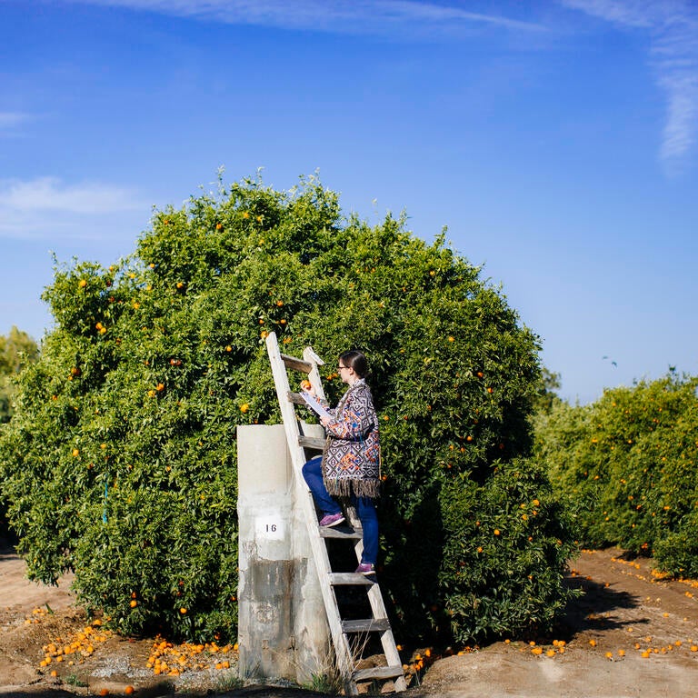 field worker standing on a ladder in an orange grove