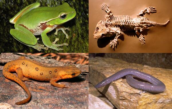 Four examples of amphibians