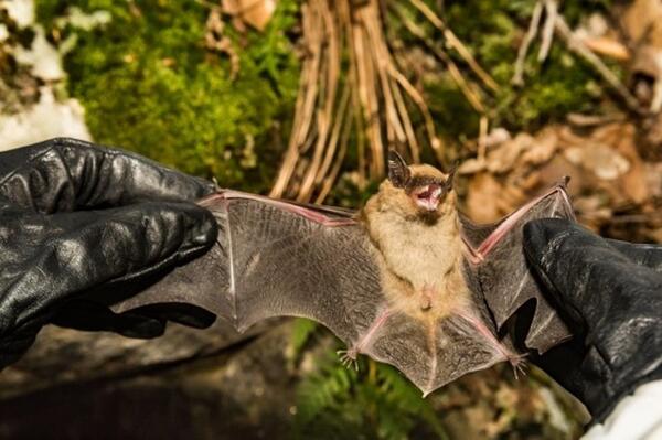 A person wearing black gloves is holding a small brown bat with its wings spread open, showing the translucent membrane. The background includes moss, rocks, and fallen leaves in a natural outdoor setting.