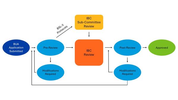 Flowchart of the BUA application review process. It moves from Application Submitted through Pre-Review, IBC Review, and Post-Review to final Approved status. The chart highlights a specific sub-committee path for BSL-3 Protocols and loops for Modifications Required at both the pre- and post-review stages.