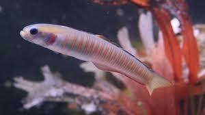 Fish in aquarium