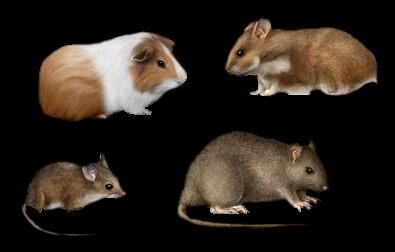 A group of four rodents displayed on a black background. In the top left is a brown-and-white guinea pig with a rounded body and short legs. To its right is a small golden-brown hamster with tiny ears and a short tail. In the bottom left is a small brown mouse with a slender body, large ears, and a long thin tail extending behind it. In the bottom right is a larger brown rat with a thicker body, darker fur, and a long tail stretched out on the ground.