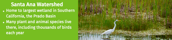 Image titled Santa Ana Water Shed of a wetland with a white crane on the right and bulleted information on the left side with the first bullet reading "Home to largest wetland in Southern California, the Prado Basin" and the second bullet reading "Many plant and animal species live there, including thousands of birds each year"