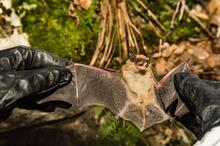 A person wearing black gloves is holding a small brown bat with its wings spread open, showing the translucent membrane. The background includes moss, rocks, and fallen leaves in a natural outdoor setting.
