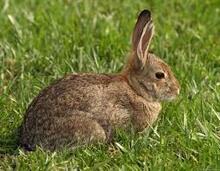 A brown rabbit sitting in a green field of grass.