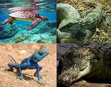 A collage showing four different reptiles. Top left: a sea turtle swimming underwater above a coral reef. Top right: a tuatara resting on dry leaves and rocks. Bottom left: a small blue lizard standing on sandy ground, looking alert. Bottom right: a crocodile lying partly submerged near the water’s edge, its eye visible above the surface.