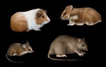 A group of four rodents displayed on a black background. In the top left is a brown-and-white guinea pig with a rounded body and short legs. To its right is a small golden-brown hamster with tiny ears and a short tail. In the bottom left is a small brown mouse with a slender body, large ears, and a long thin tail extending behind it. In the bottom right is a larger brown rat with a thicker body, darker fur, and a long tail stretched out on the ground.